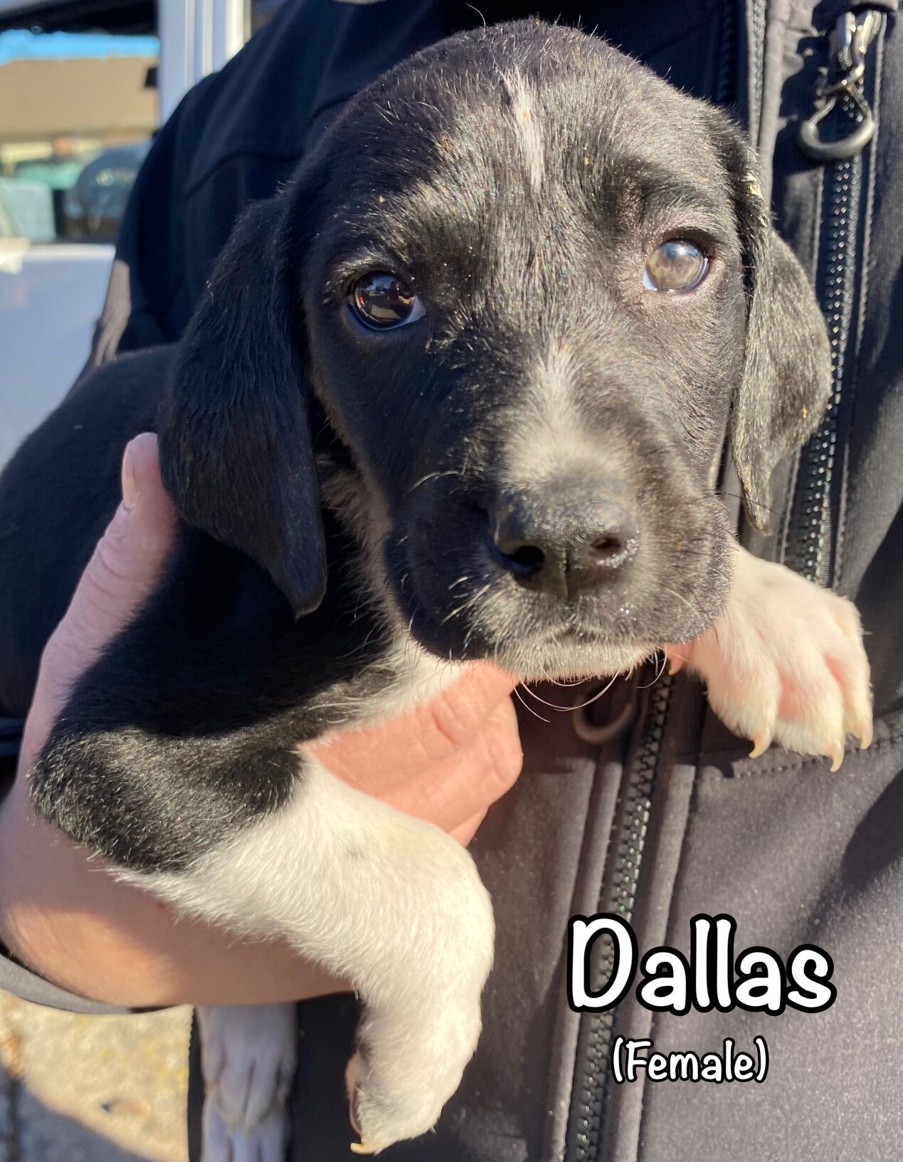Dallas